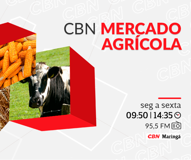 Cotação da mandioca recua para R$ 543,54 por tonelada