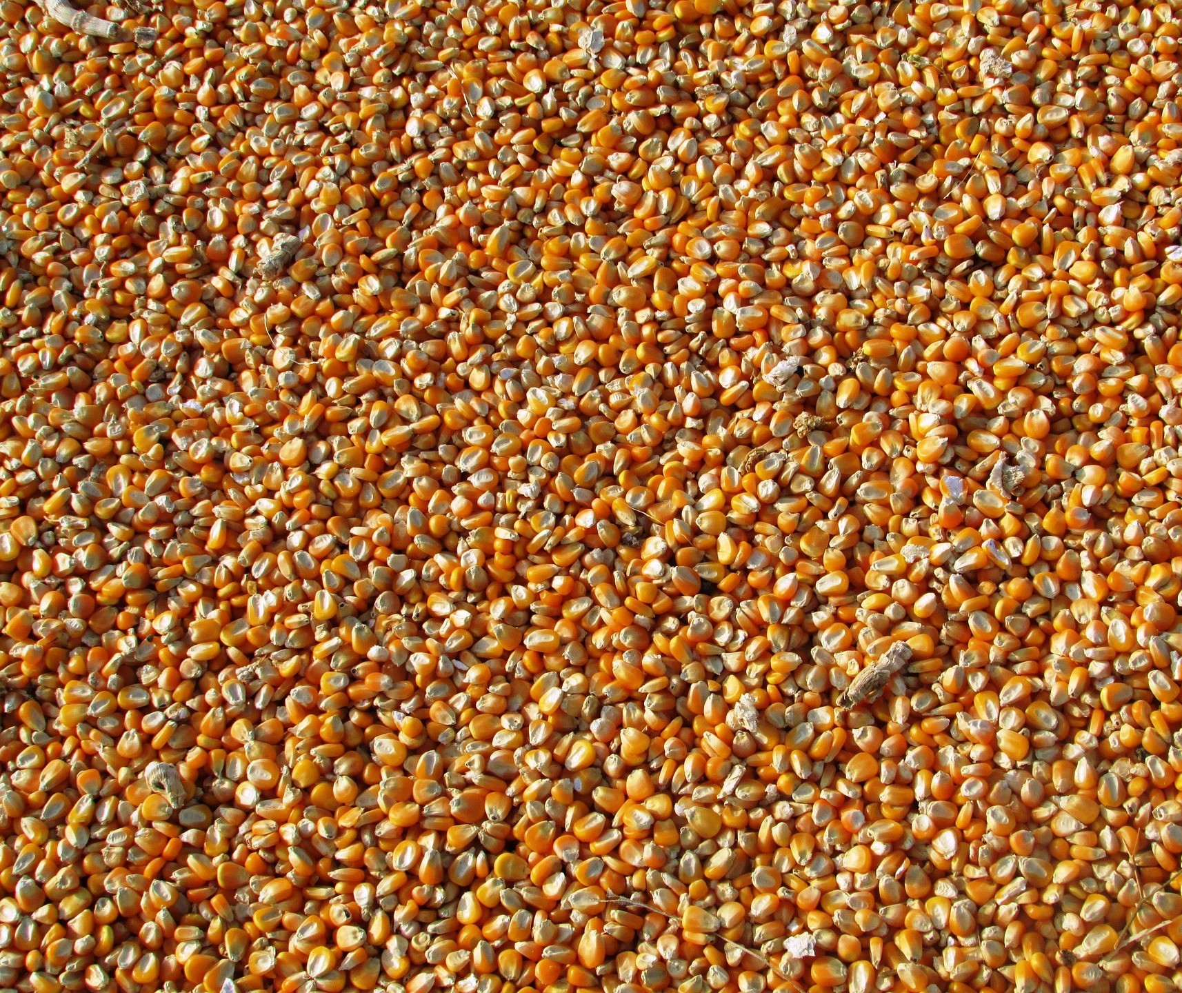 Primeira semana de junho já exportou 54% mais milho do que todo o mês de maio