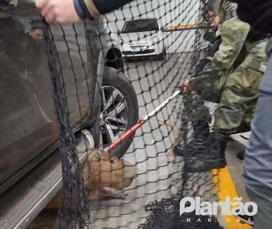 Vídeo: capivara é capturada dentro de estacionamento de supermercado em Maringá
