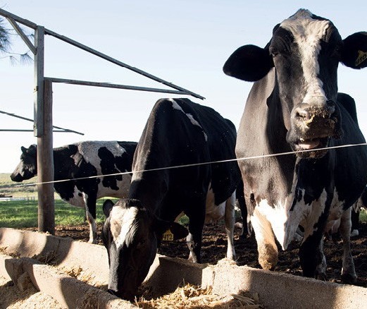 Vaca gorda custa R$ 138 a arroba em Maringá
