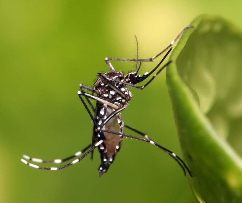 Circulação do sorotipo 3 da dengue preocupa especialistas