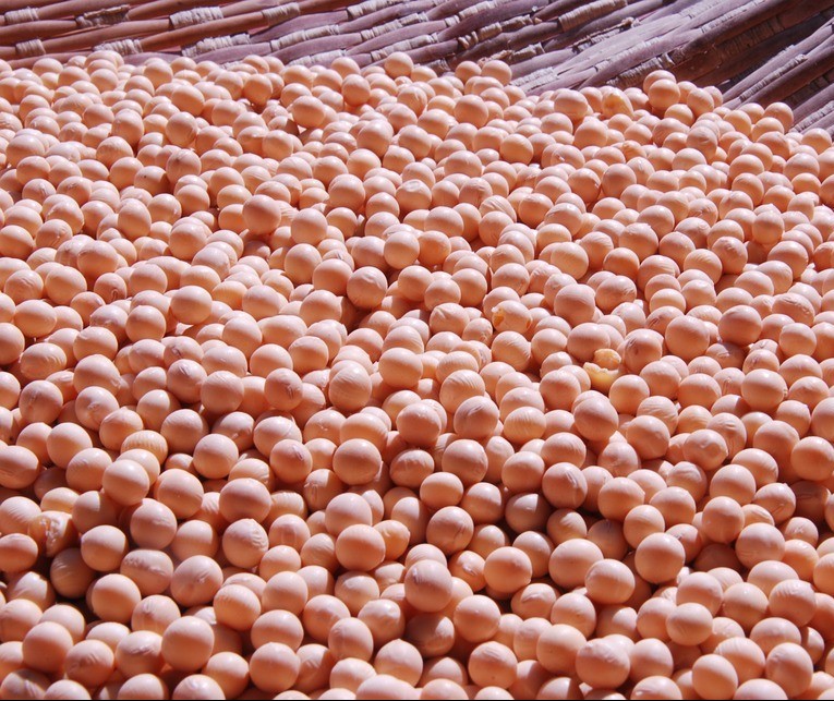 Colheita da soja termina com grande produtividade no Paraná