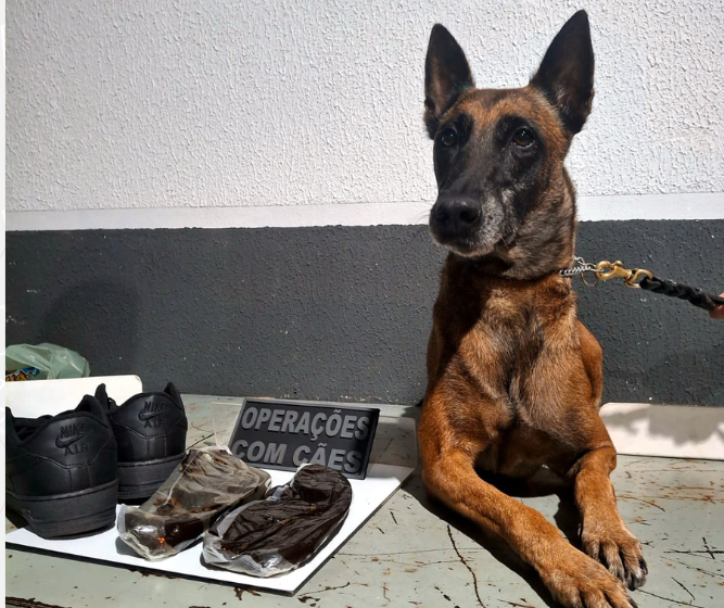 GCM apreende haxixe em banheiro na rodoviária de Maringá