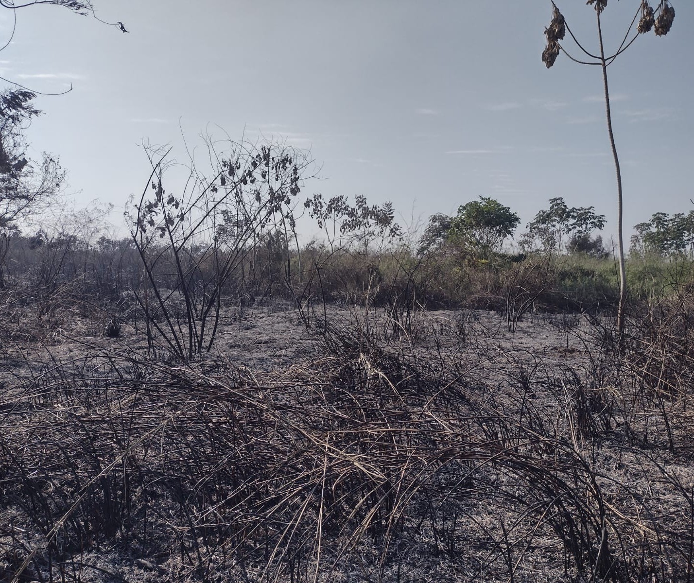 Veja: incêndio destrói 80% da vegetação da Ilha Óleo Cru