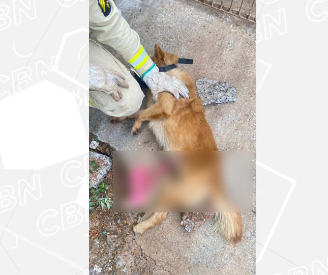 Cão empalado em portão não precisou de cirurgia e se recupera bem