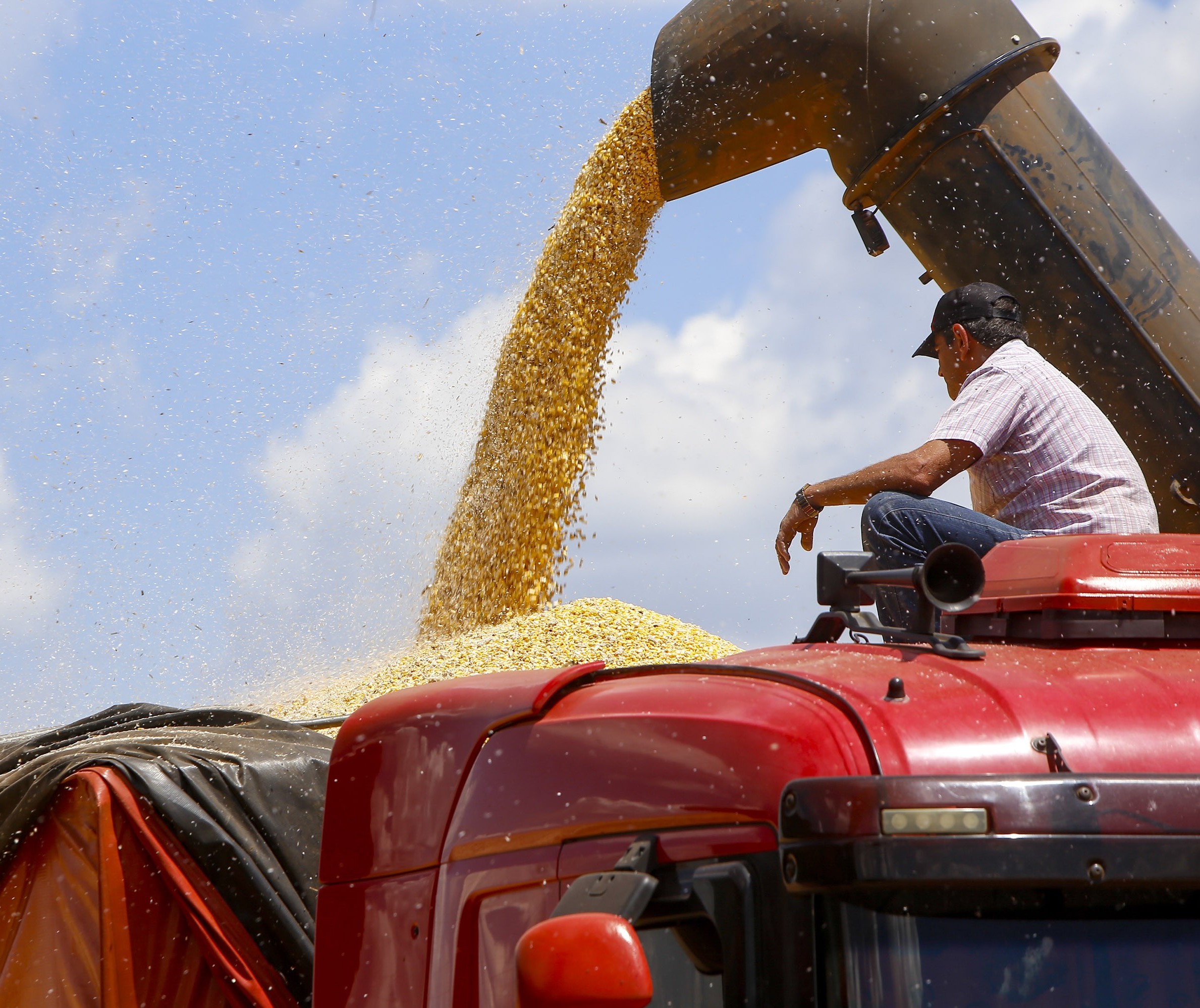 2ª safra de milho do Paraná foi estimada em recorde