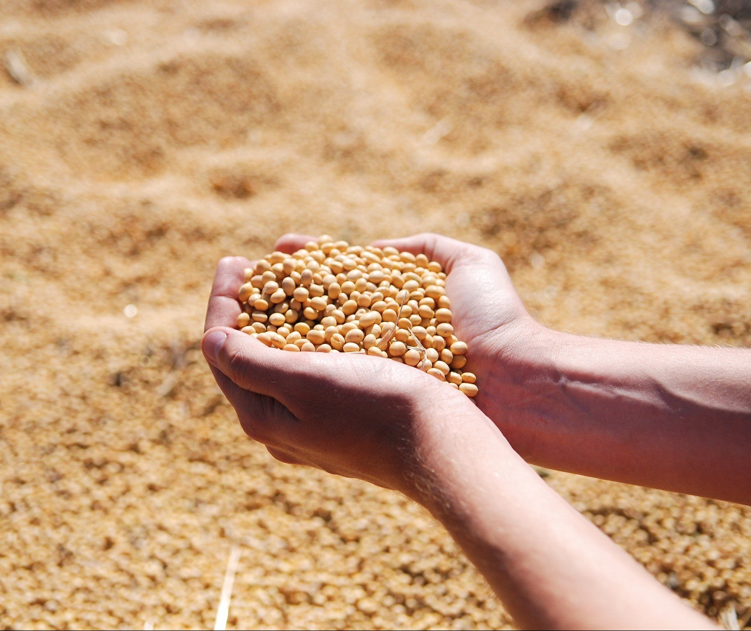 Portos do Arco Norte embarcaram 34% da soja e 31% do milho entre janeiro e agosto