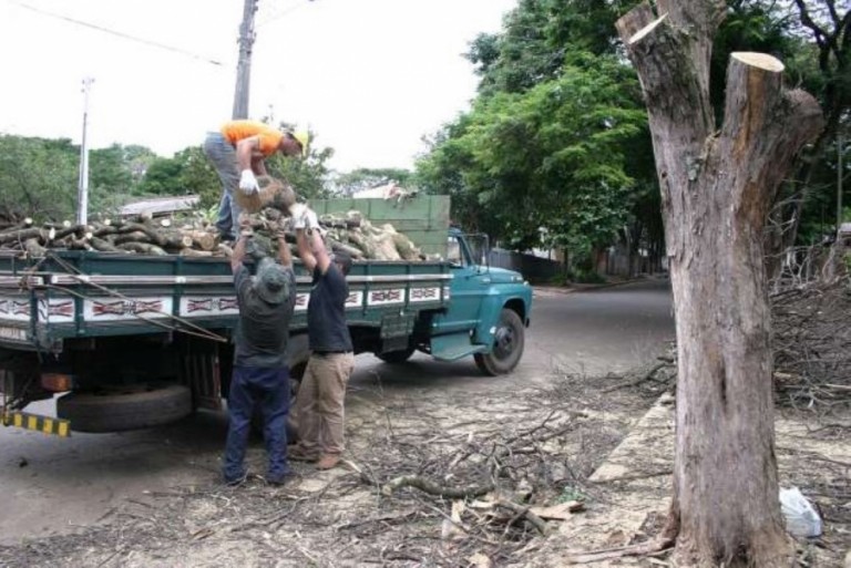 De 2017 até o momento, 12 mil árvores foram cortadas em Maringá