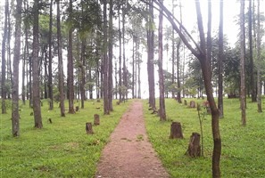Moradores reivindicam há 15 anos o reflorestamento do Bosque das Grevíleas em Maringá