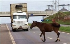 Convênio entre a Viapar, Sociedade Protetora dos Animais e a Prefeitura de Paranavaí vai intensificar recolhimento de animais às margens das rodovias da região