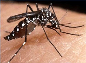 Maringá está com risco médio para epidemia de dengue