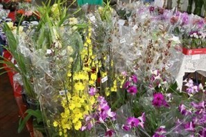 Procon constata variação de até 212% em preço de flores em Maringá