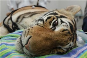 Tigresa de Maringá é a primeira felina a passar por uma cirurgia de catarata no Brasil e a segunda do mundo