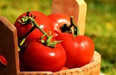 Preço do tomate começa a baixar nos mercados de Maringá