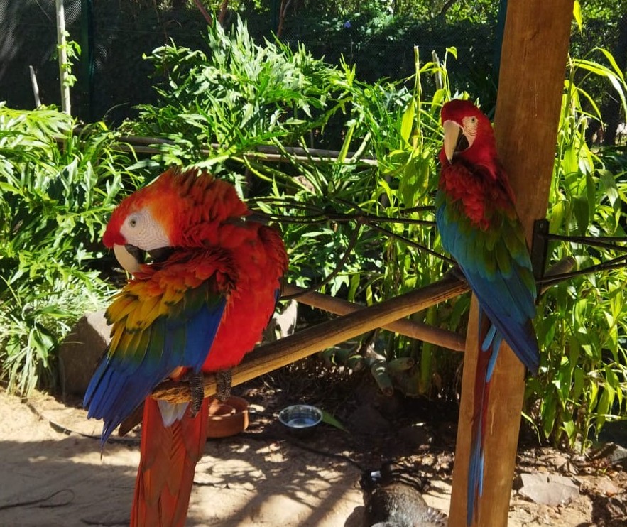 Zoo Casa das Araras é inaugurado na região de Maringá