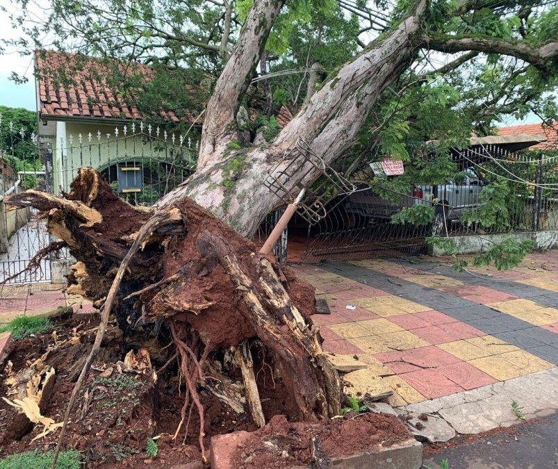 Sobe para 30 o número de árvores caídas em Maringá após temporal 