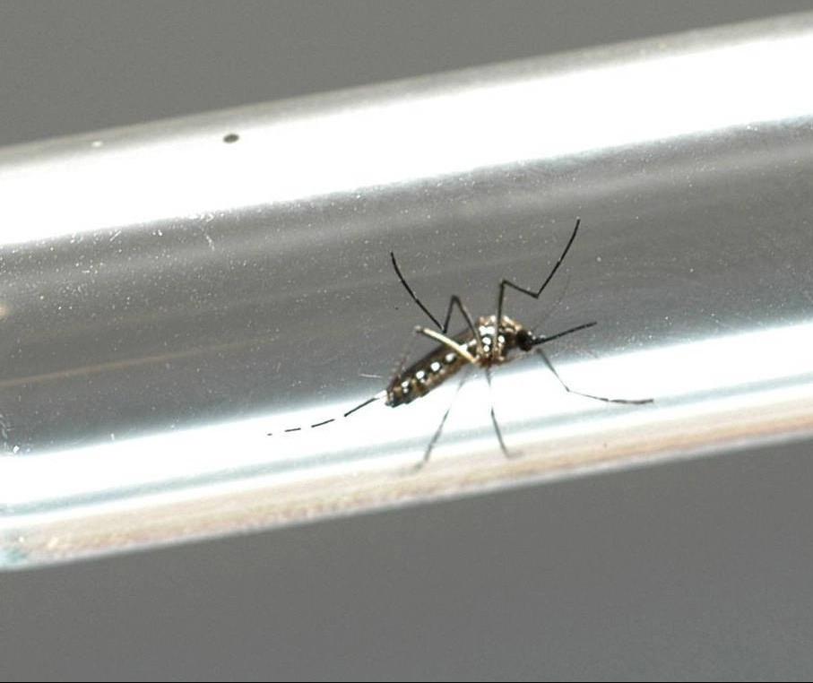 Região Norte de Maringá continua com maior índice de infestação do Aedes aegypti