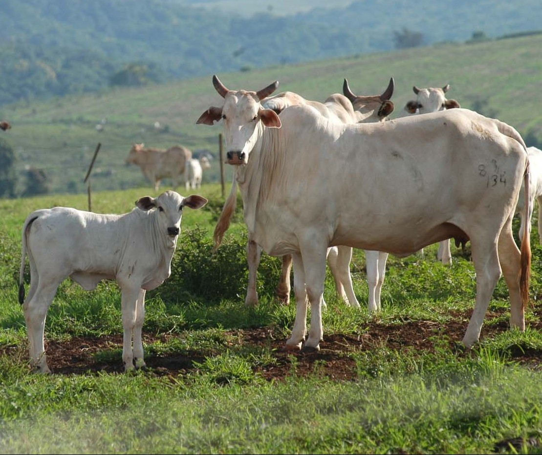 Preço da vaca gorda sobe no Paraná