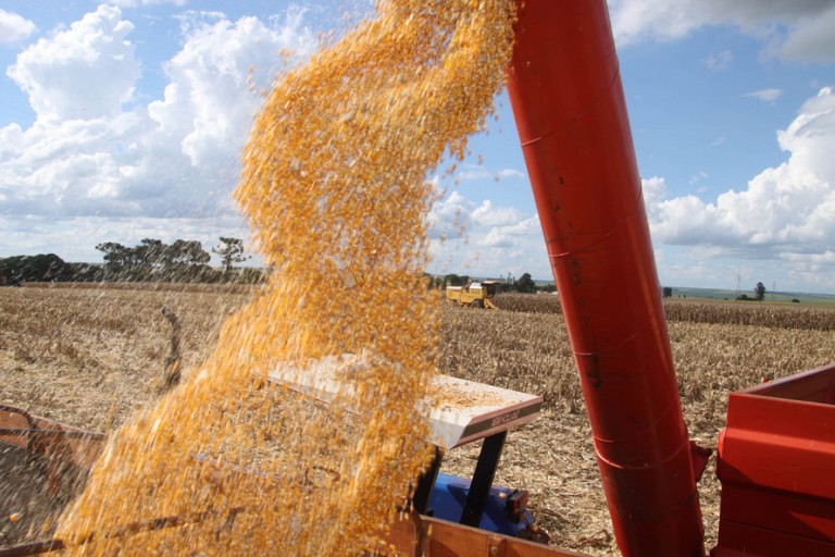 Colheita da safra de verão de milho atinge 97% da área estimada