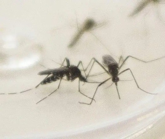 Maringá registra quase 700 casos de dengue em uma semana; veja o boletim atualizado