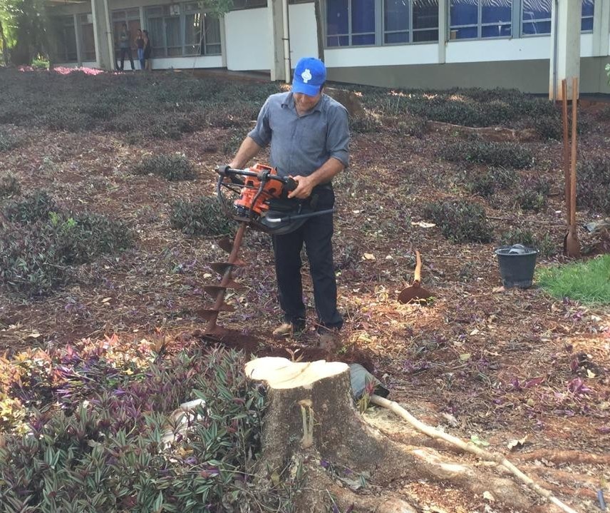 UEM é multada em R$ 28.500 por corte irregular de árvores