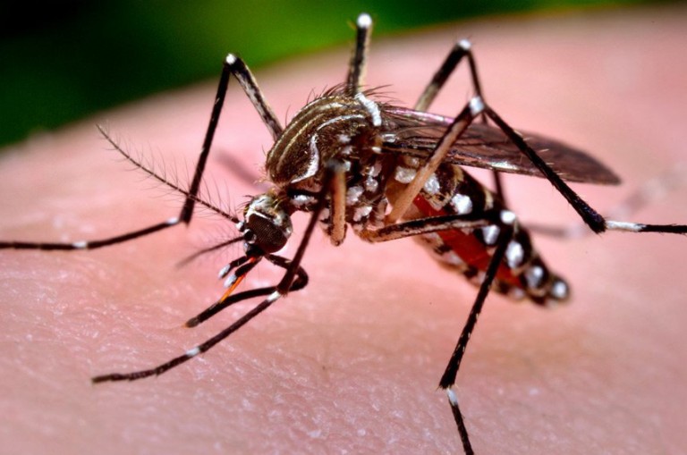 Maringá registra 227 casos positivos de dengue em uma semana