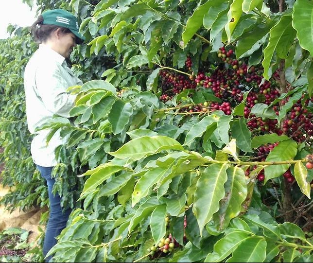 Clima favorece colheita de café no Paraná