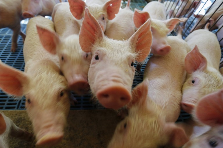 Chancela da OIE abre oportunidades para exportadores de suínos