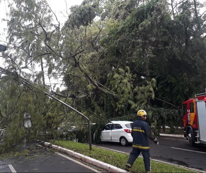 Temporal que atingiu Maringá derrubou 109 árvores
