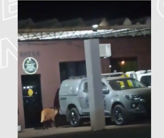 Lobo-guará é capturado em batalhão da PM em Campo Mourão