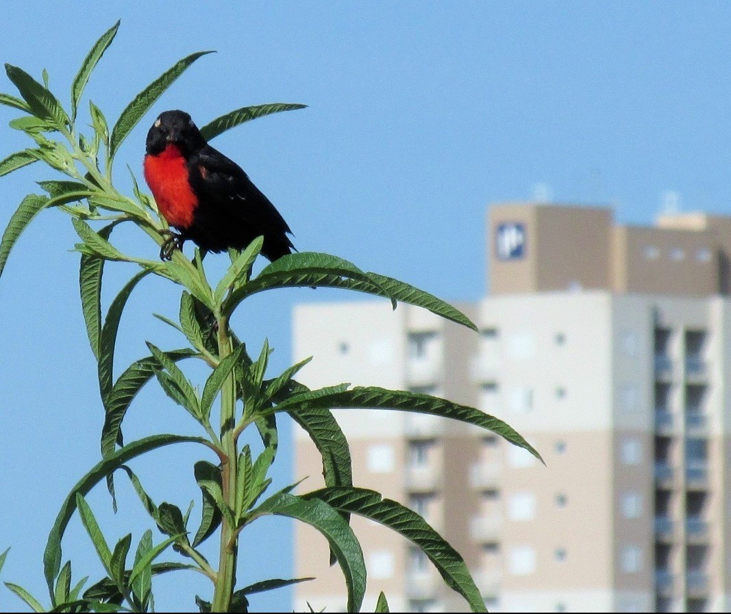 Simepar prevê máxima de 39º C em Maringá nesta terça-feira (8)