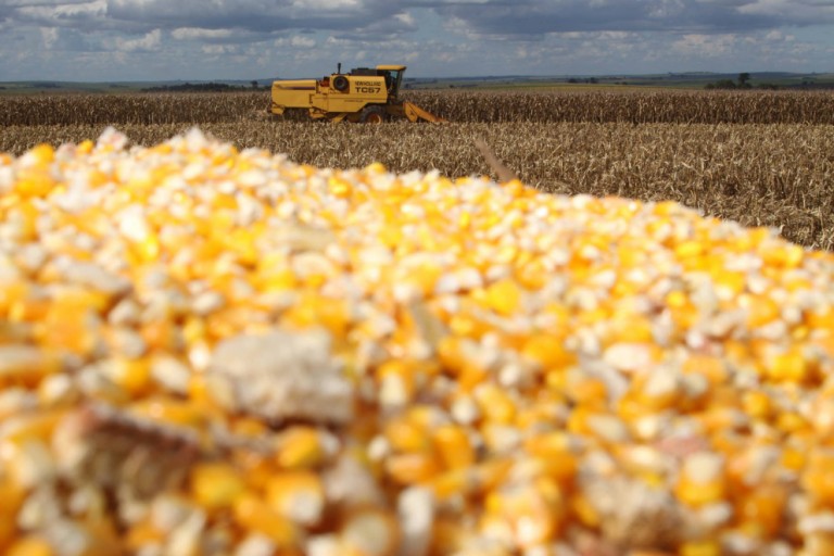 Colheita de milho segunda safra atrasa nos primeiros dias de junho