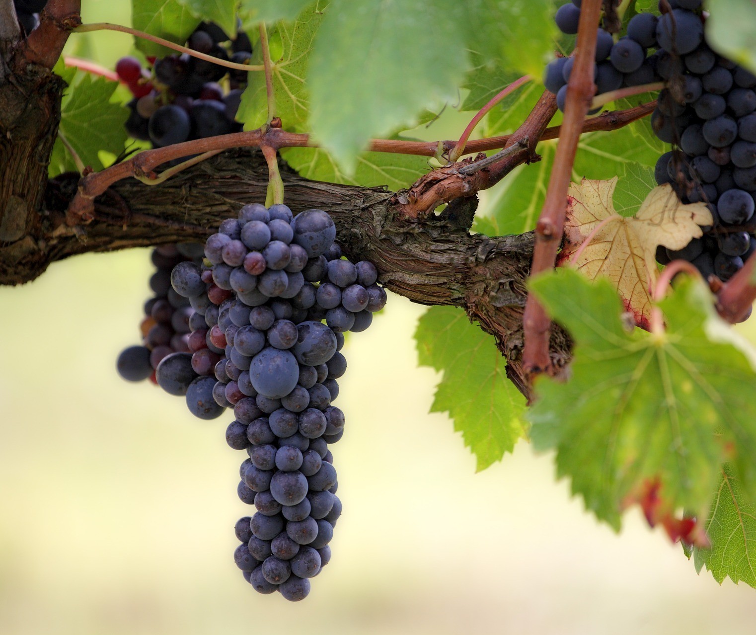 Cabernet Sauvignon, a uva mais plantada do mundo