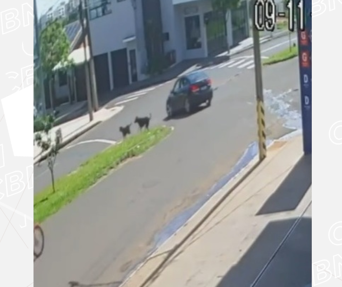 Homem com tornozeleira eletrônica é preso por atropelar cão de propósito