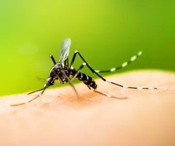 Floresta decreta situação de emergência por causa da dengue
