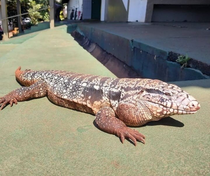 ‘Tião Lacoste’: conheça o lagarto que virou mascote em escola de Maringá
