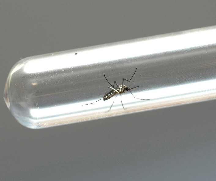 Saiba a situação da dengue, sarampo, zika, chikungunya, influenza e febre amarela no Paraná