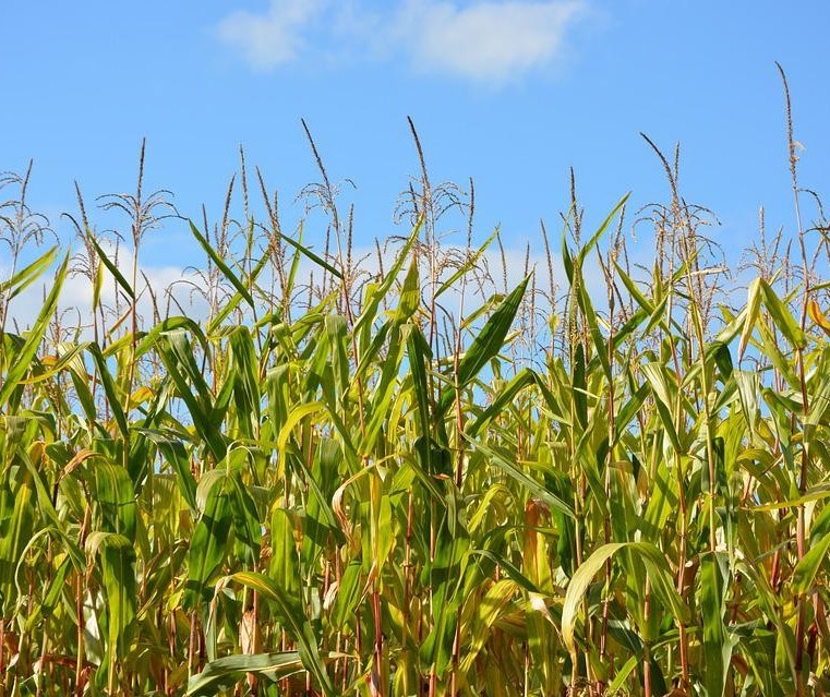 Paraná deve colher 14,5 mi de toneladas da 2ª safra de milho