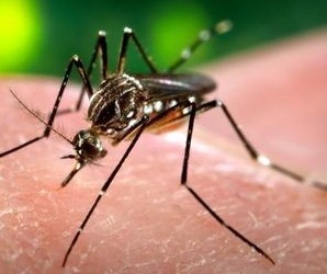 Maringá tem 31 casos de dengue confirmados, de acordo com Sesa