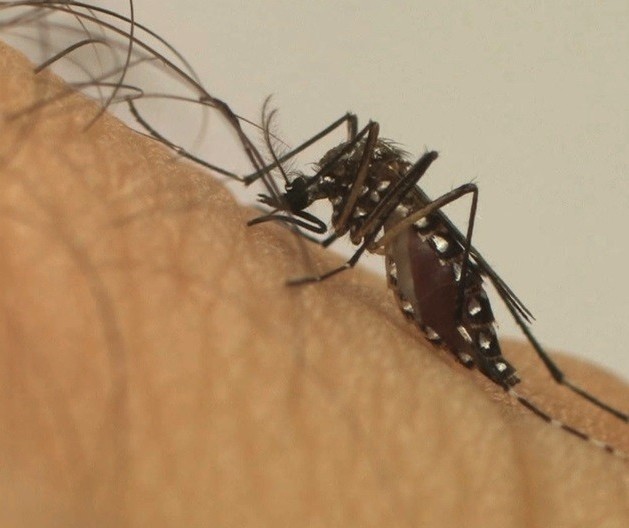 Nova Esperança entra em epidemia de dengue