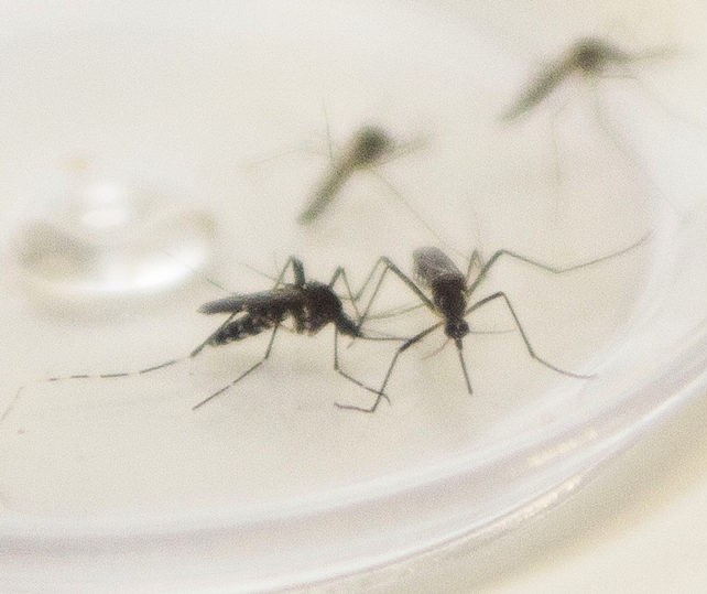 Índice de infestação do mosquito da dengue em Campo Mourão sobe para 2,02%