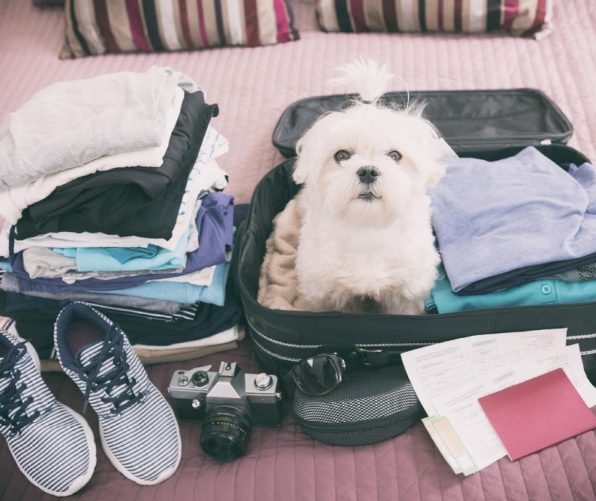 Dicas e prevenções para quando for levar seu animal para viajar