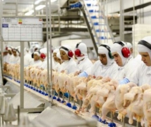 Macedônia do Norte quer aumentar a importação de frangos do Paraná