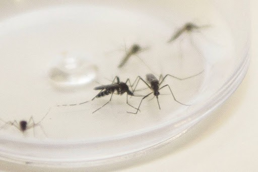 Maringá está com 11.653 casos de dengue