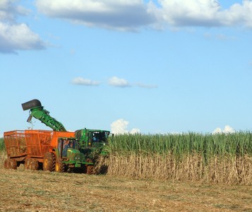 No Paraná, projeto prevê colheita mecanizada de cana-de-açúcar