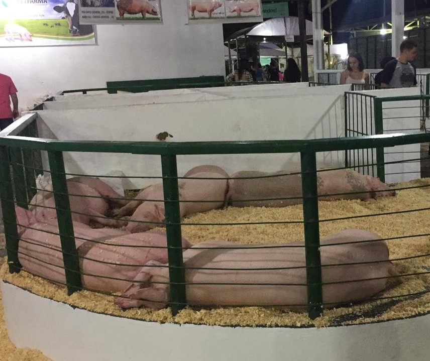 50% dos suínos expostos na Expoingá  foram comercializados em apenas três dias 