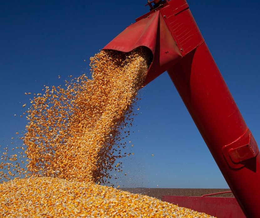 Preços do milho apresentam recuo em novembro