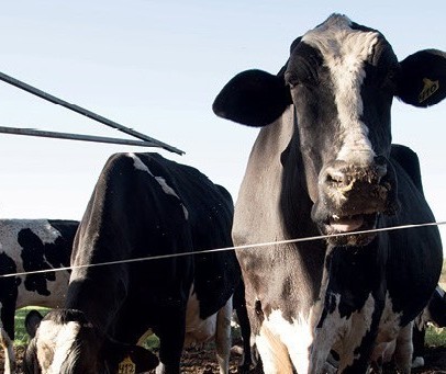 Vaca gorda custa R$ 136 a arroba em Paranavaí