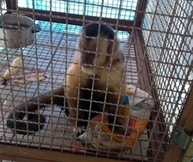Macaco invade residência e morde morador em Umuarama