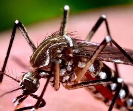 Paraná registra 37 novos casos de dengue no período epidemiológico; 3 em Maringá